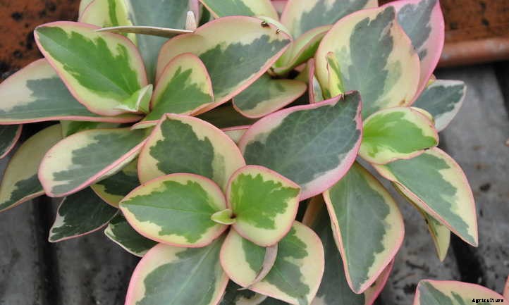 How To Propagate Peperomia: Producing Perfect Plants