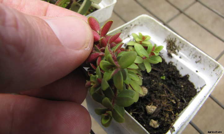 How To Propagate Peperomia: Producing Perfect Plants