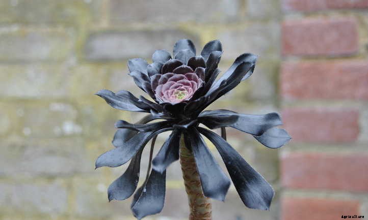 Goth Gardening: 5 Black Succulents to Try