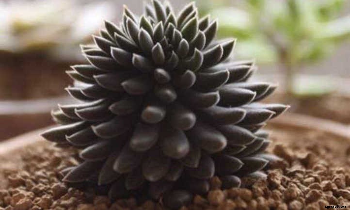 Goth Gardening: 5 Black Succulents to Try