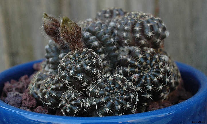 Goth Gardening: 5 Black Succulents to Try