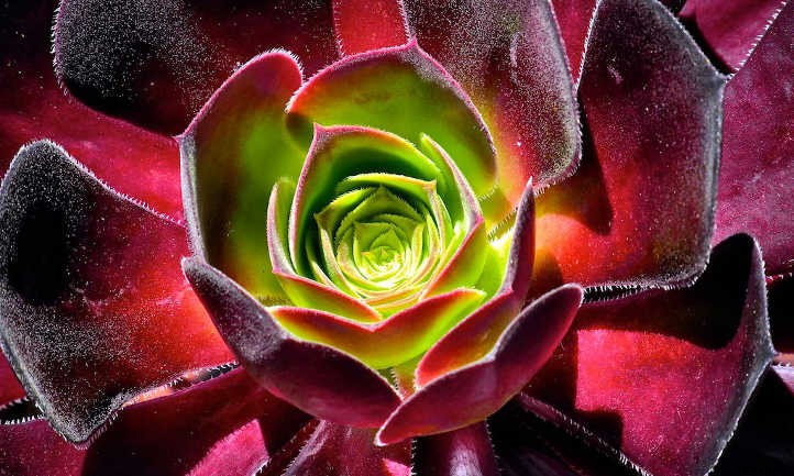 Goth Gardening: 5 Black Succulents to Try