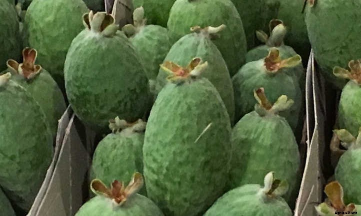 Pineapple Guava Tree: Tangy Tropical Treats