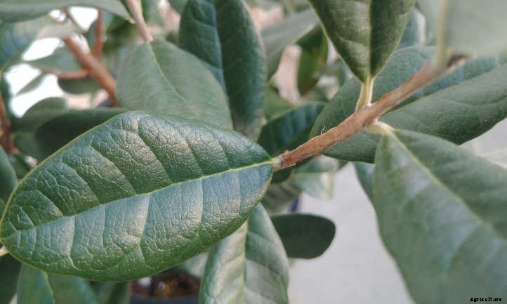 Pineapple Guava Tree: Tangy Tropical Treats