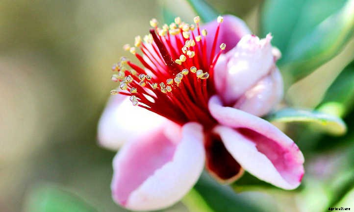 Pineapple Guava Tree: Tangy Tropical Treats
