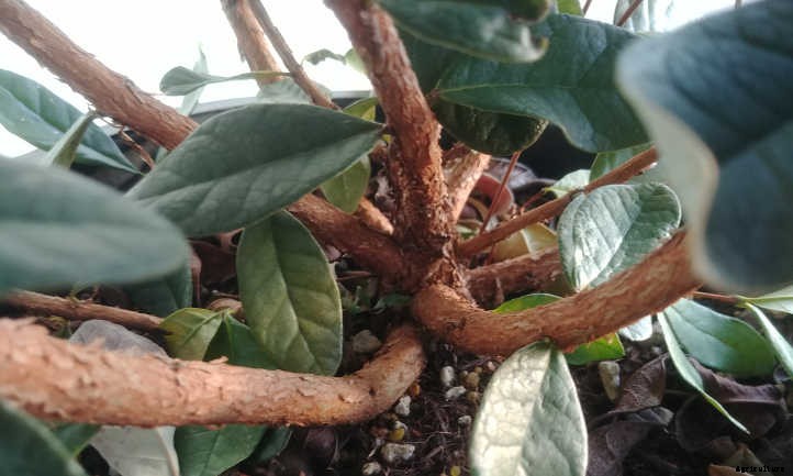 Pineapple Guava Tree: Tangy Tropical Treats