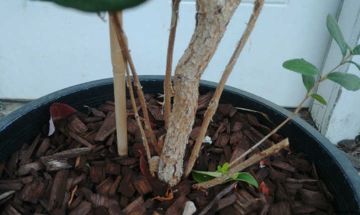 Pineapple Guava Tree: Tangy Tropical Treats