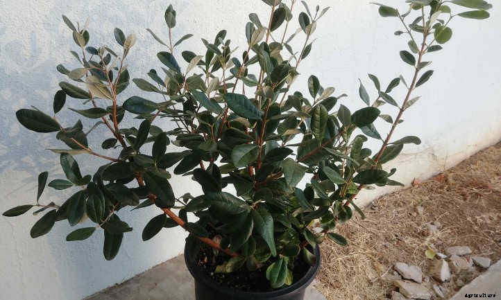 Pineapple Guava Tree: Tangy Tropical Treats