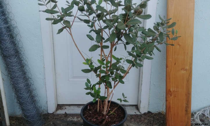 Pineapple Guava Tree: Tangy Tropical Treats