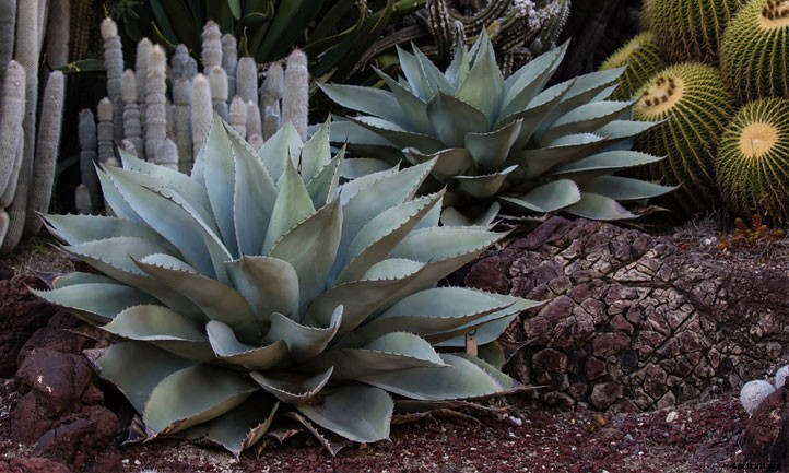 Agave Ovatifolia Care: Growing Whale’s Tongue Agave