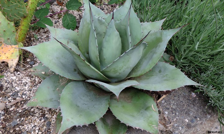 Agave Ovatifolia Care: Growing Whale’s Tongue Agave