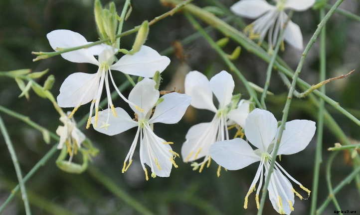 Gaura Lindheimeri: Growing Lindheimer’s Beeblossom