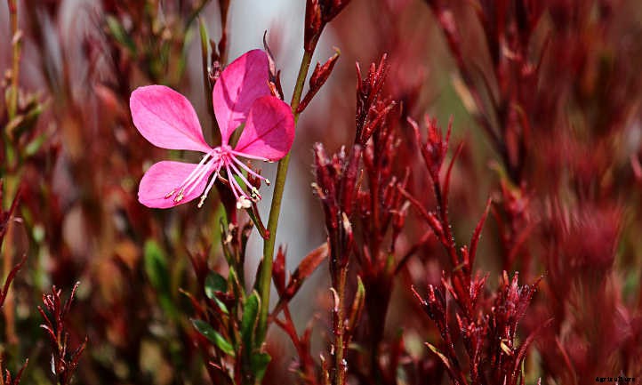 Gaura Lindheimeri: Growing Lindheimer’s Beeblossom