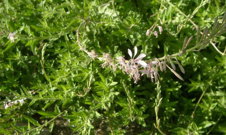 Gaura Lindheimeri: Growing Lindheimer’s Beeblossom