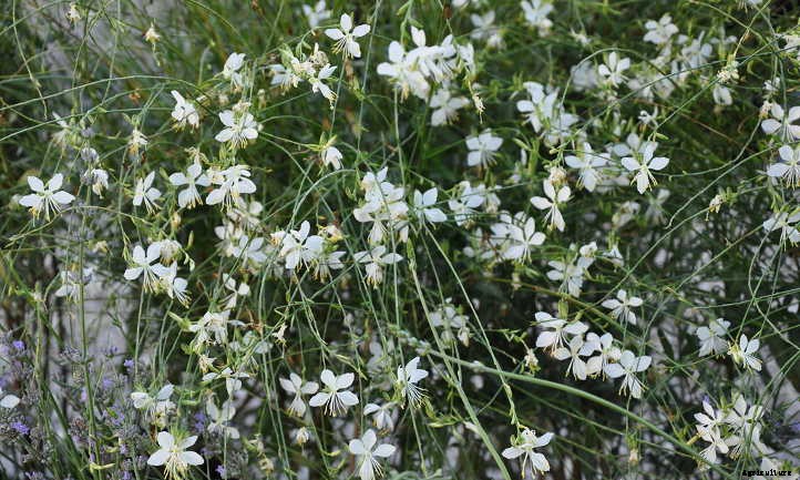 Gaura Lindheimeri: Growing Lindheimer’s Beeblossom