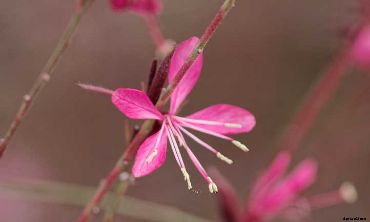 Gaura Lindheimeri: Growing Lindheimer’s Beeblossom