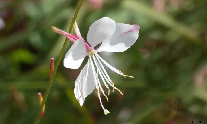 Gaura Lindheimeri: Growing Lindheimer’s Beeblossom