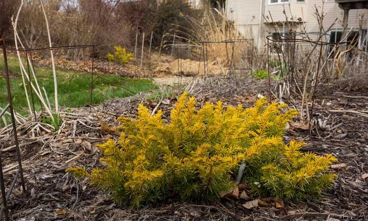 Juniperus Conferta Care: Growing Shore Juniper