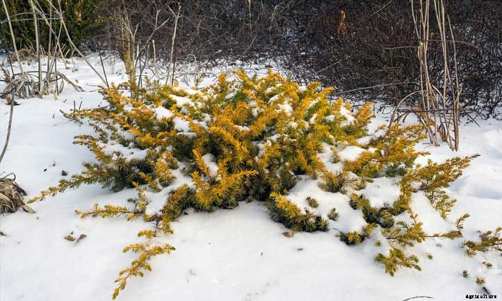 Juniperus Conferta Care: Growing Shore Juniper
