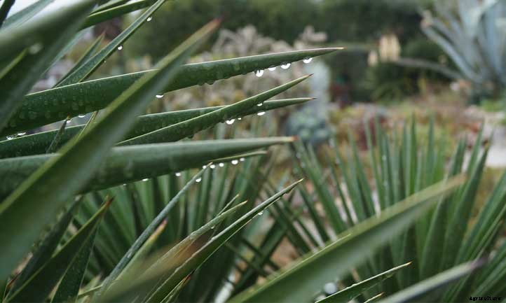 Yucca Aloifolia: Spanish Bayonet Plant Care