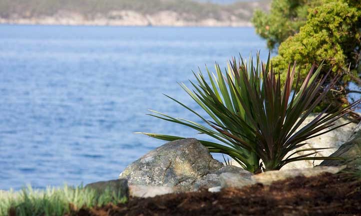 Yucca Aloifolia: Spanish Bayonet Plant Care