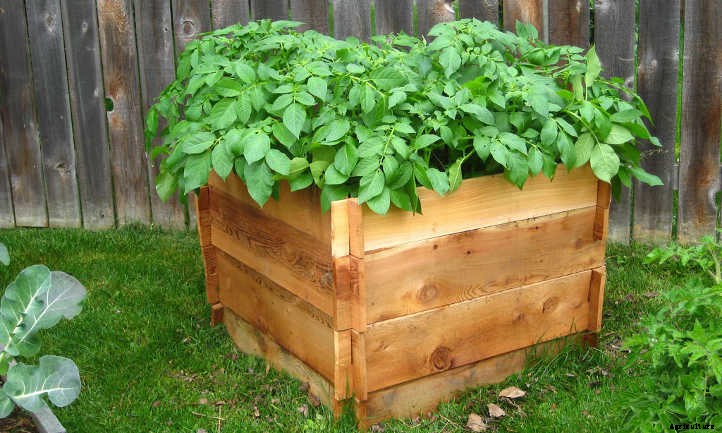 How Far Apart To Plant Potatoes? Guidelines To Follow