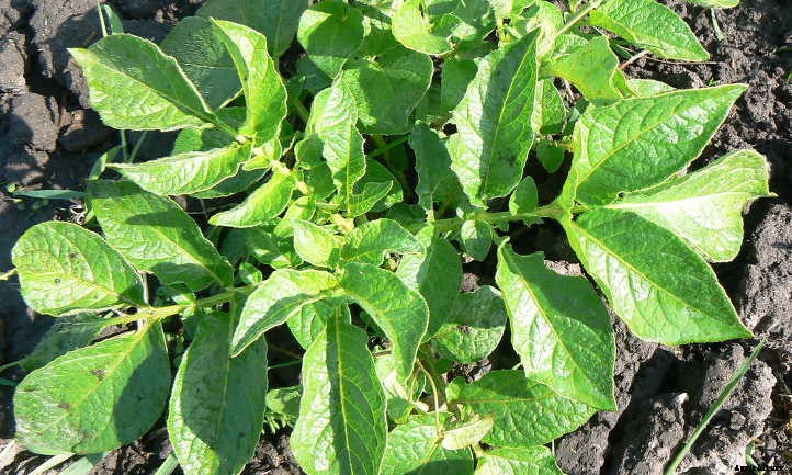 How Far Apart To Plant Potatoes? Guidelines To Follow