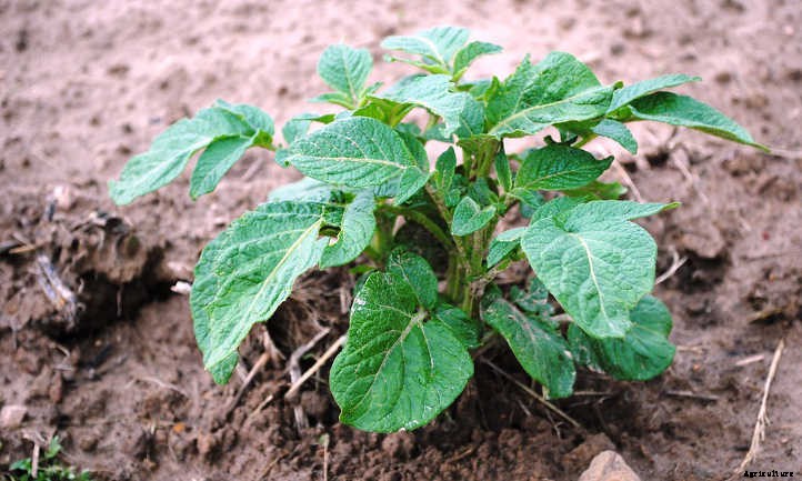 How Far Apart To Plant Potatoes? Guidelines To Follow