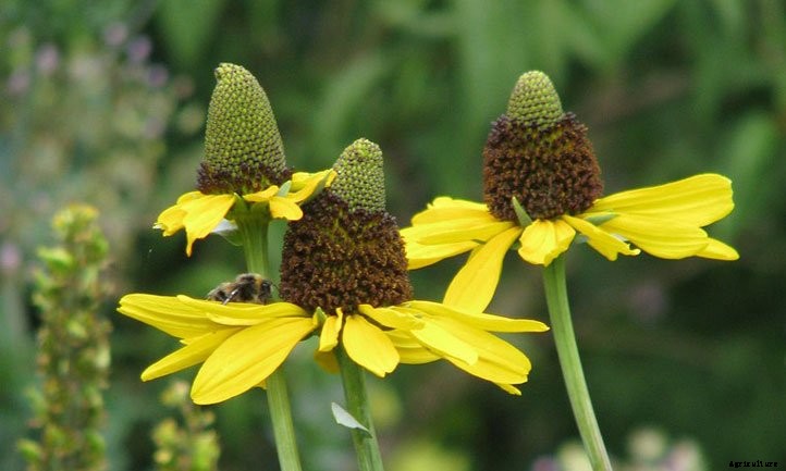 Rudbeckia Maxima Care: Growing Giant Coneflowers