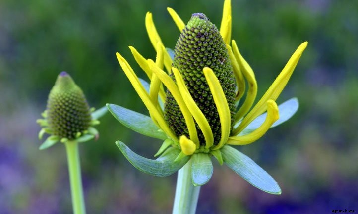 Rudbeckia Maxima Care: Growing Giant Coneflowers