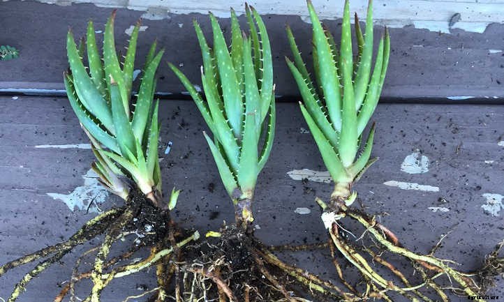 How to Propagate Aloe Plants: It’s Easy!