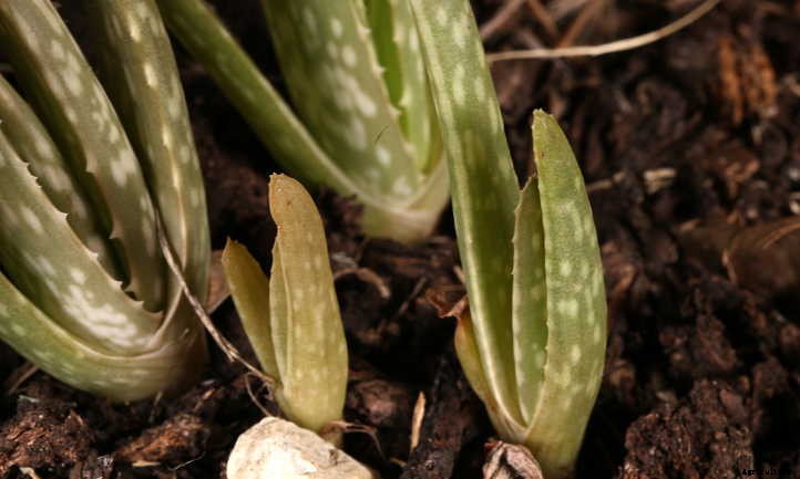 How to Propagate Aloe Plants: It’s Easy!