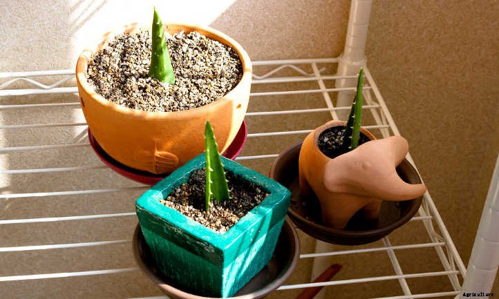 How to Propagate Aloe Plants: It’s Easy!