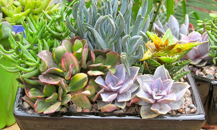 How Long Do Succulents Live? How To Keep Them Alive