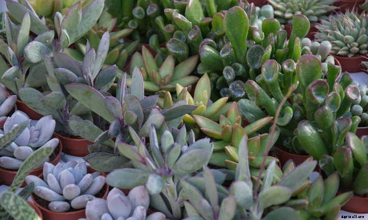 How Long Do Succulents Live? How To Keep Them Alive