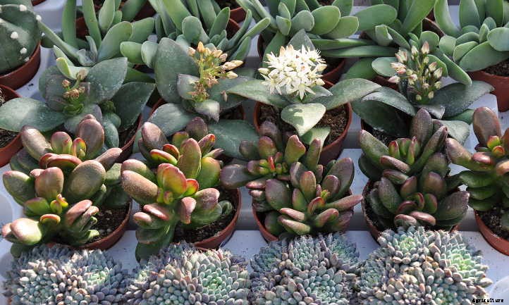 How Long Do Succulents Live? How To Keep Them Alive