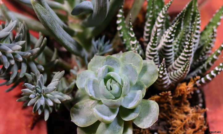 How Long Do Succulents Live? How To Keep Them Alive