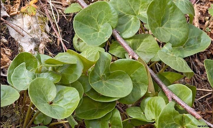European Ginger Care: Growing Asarum Europaeum