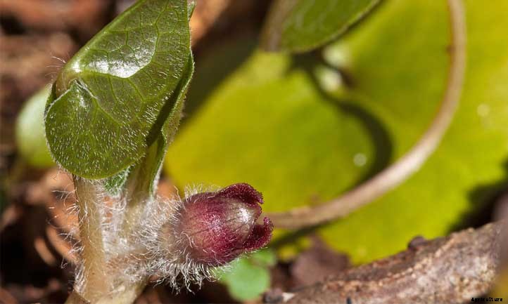 European Ginger Care: Growing Asarum Europaeum