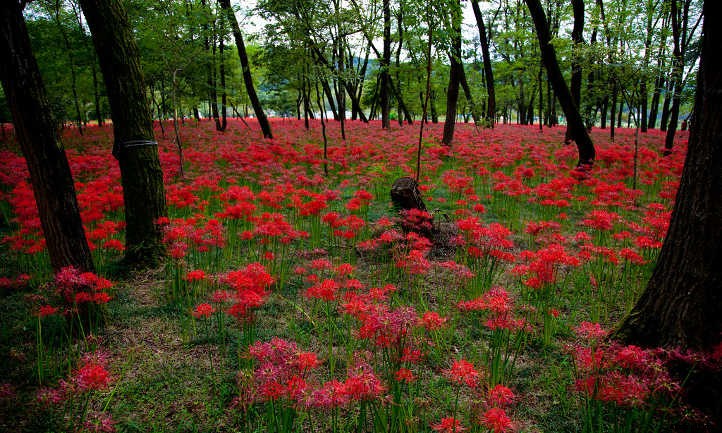 Lycoris Radiata: The Mystical Red Spider Lily