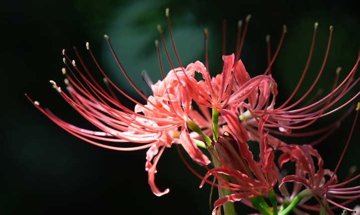 Lycoris Radiata: The Mystical Red Spider Lily