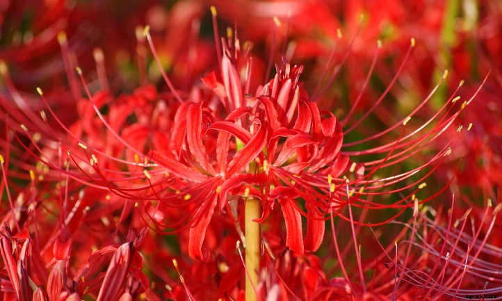 Lycoris Radiata: The Mystical Red Spider Lily