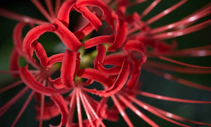 Lycoris Radiata: The Mystical Red Spider Lily