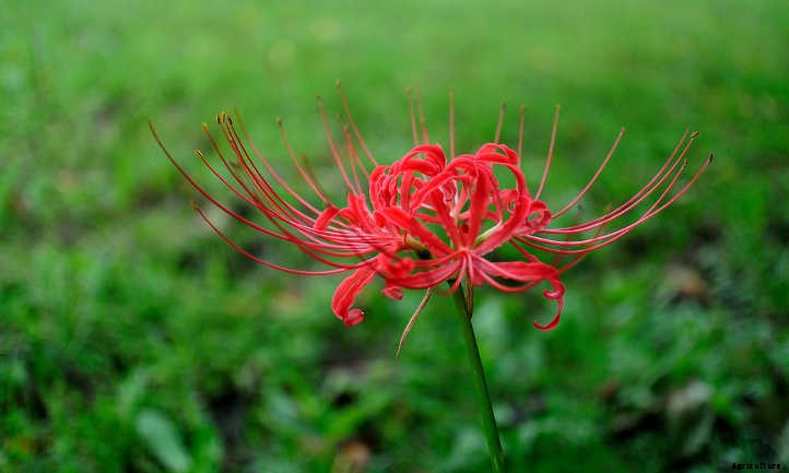 Lycoris Radiata: The Mystical Red Spider Lily