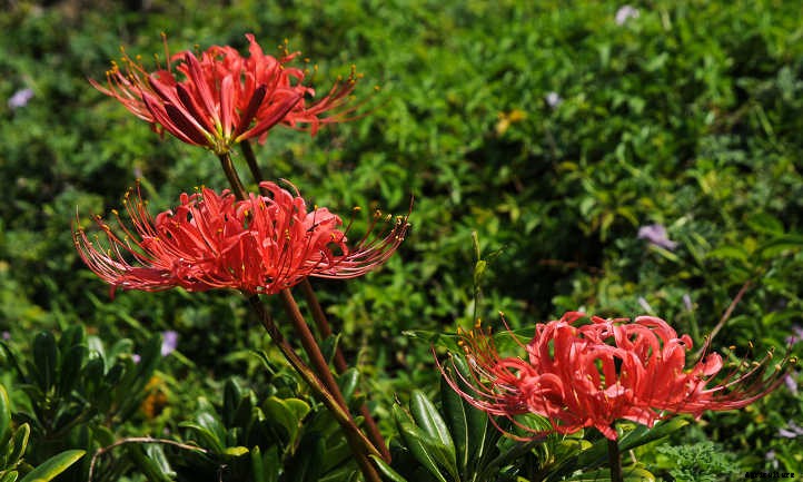 Lycoris Radiata: The Mystical Red Spider Lily