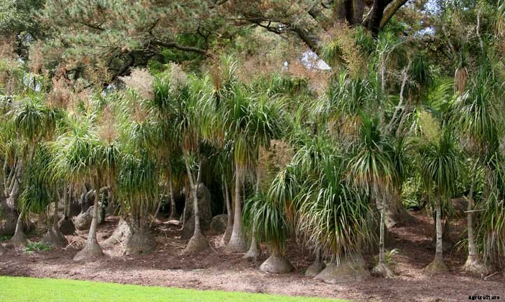 How to Grow a Ponytail Palm Outdoors
