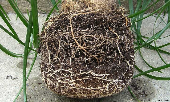 How to Grow a Ponytail Palm Outdoors