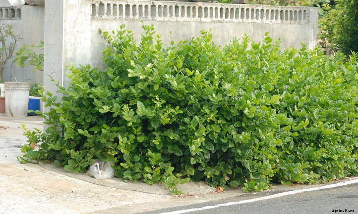 Arabian Jasmine Plant: Fragrant Flowers & Lush Foliage