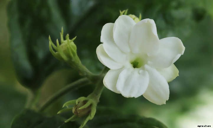 Arabian Jasmine Plant: Fragrant Flowers & Lush Foliage