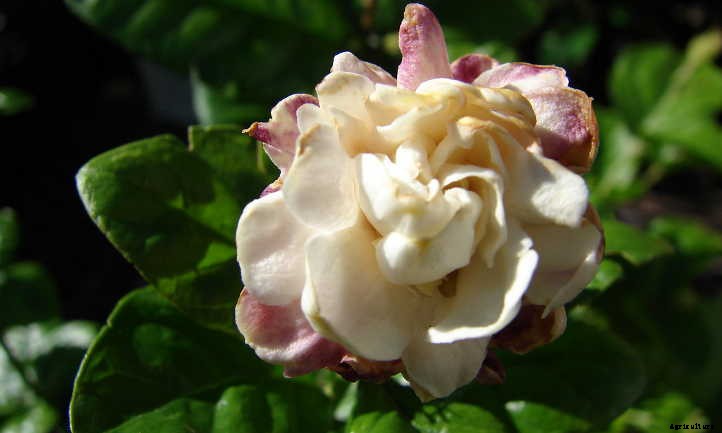 Arabian Jasmine Plant: Fragrant Flowers & Lush Foliage